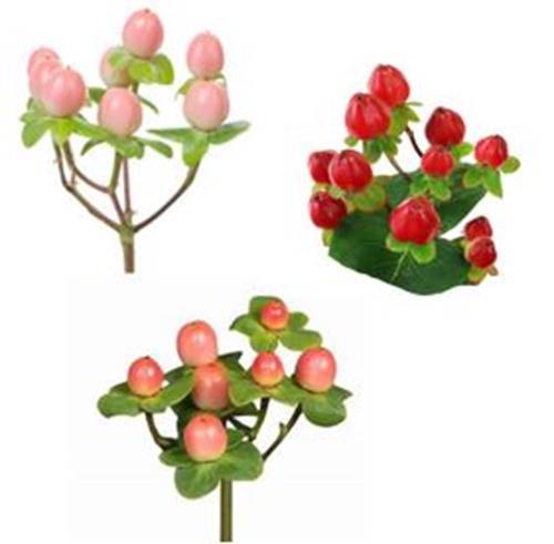 HYPERICUM SPRING 2023 ASSORTED COLORS